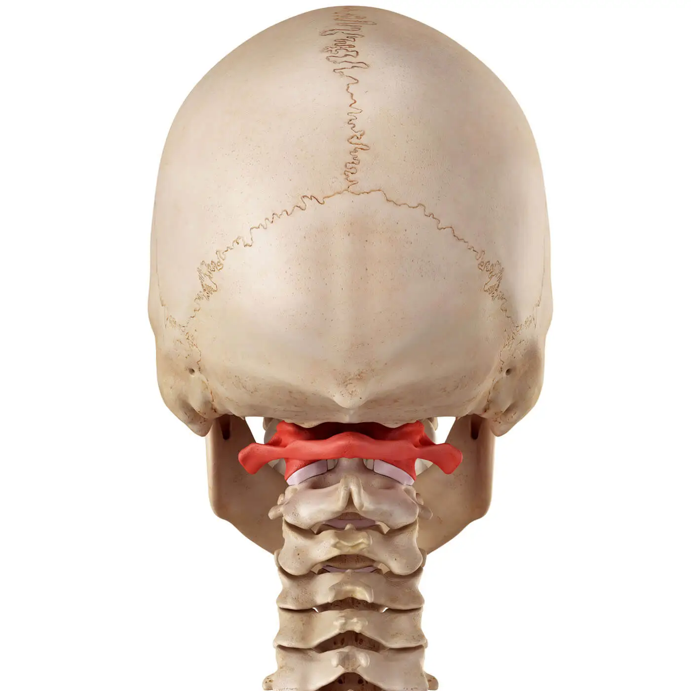 Atlastherapie, Atlaskorrektur Düsseldorf: Anatomisches Bild des Schädels auf dem der Atlaswirbel hervorgehoben wird.