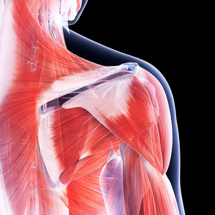 osteopathische Faszientherapie 1 Osteopathie Faszientherapie Düsseldorf: Anatomische Abbildung
